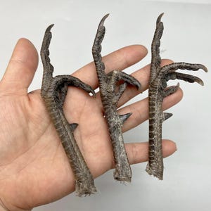 1PC Flipping bird Pheasant Feet 5" ~ 5 1/4" Mummified Ranch Pheasant Foot Decoration Oddity Curiosity Taxdermity