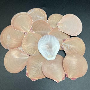 Conchas marinas marrones con forma de sol/luna: 2,5-3 pulgadas, 20 unidades. Suministros para manualidades con conchas.