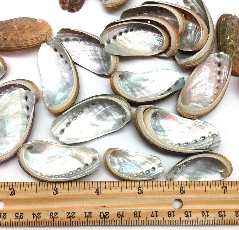 Shell Ruler 30 PC Natural Green Donkey Ear Abalone Sea Shells, 1-1/2 Inch ~ 2 Inch ...