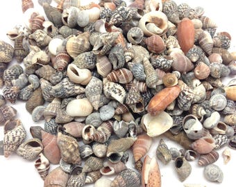May include: A collection of various seashells in shades of white, tan, brown, and gray. The shells vary in size and shape, with spiral and conical forms. Some shells have speckled patterns, while others are smooth.