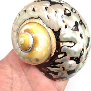 May include: A large, iridescent seashell with a spiral shape. The shell features a pearlescent sheen with brown and black markings. The interior is a warm yellow color, and the shell is held in a hand.
