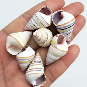 May include: A collection of various seashells, showcasing a range of shapes and sizes. The shells feature a mix of colors, including white, cream, and light orange stripes. The shells are held in a hand.