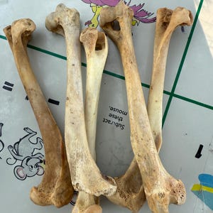 May include: A collection of six weathered, beige-colored bones, likely animal bones, are arranged on a patterned surface. The bones vary in size and shape, with visible joints and hollow sections. The surface has a cartoon mouse and text that reads "Subtract these mouse."