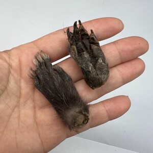 May include: Two preserved animal paws, one with fur and the other with exposed claws. The paws are brown and dark in color, with visible claws and fur. The paws are held in a hand against a white background.