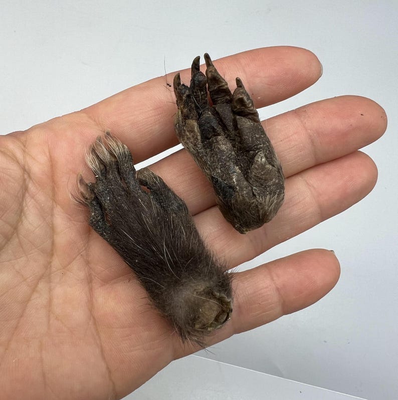 May include: Two preserved animal paws, one with fur and the other with exposed claws. The paws are brown and dark in color, with visible claws and fur. The paws are held in a hand against a white background.