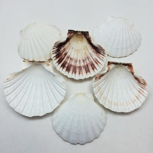 Puede incluir: Seis conchas de vieira, principalmente blancas con una textura acanalada en forma de abanico. Algunas conchas tienen marcas marrones y moradas cerca de la bisagra. Las conchas están dispuestas sobre una superficie blanca.
