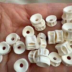 May include: A collection of small, off-white bone vertebrae, each with a central hole and varying shapes. Some are stacked, while others are individual pieces. The bones have a natural, textured appearance, suggesting they are authentic.