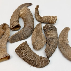 May include: A collection of naturally-colored animal horns, varying in size and shape, are arranged on a white surface. The horns display a range of textures and shades of brown, with some showing ridges and curves. The collection appears to be for decorative or crafting purposes.
