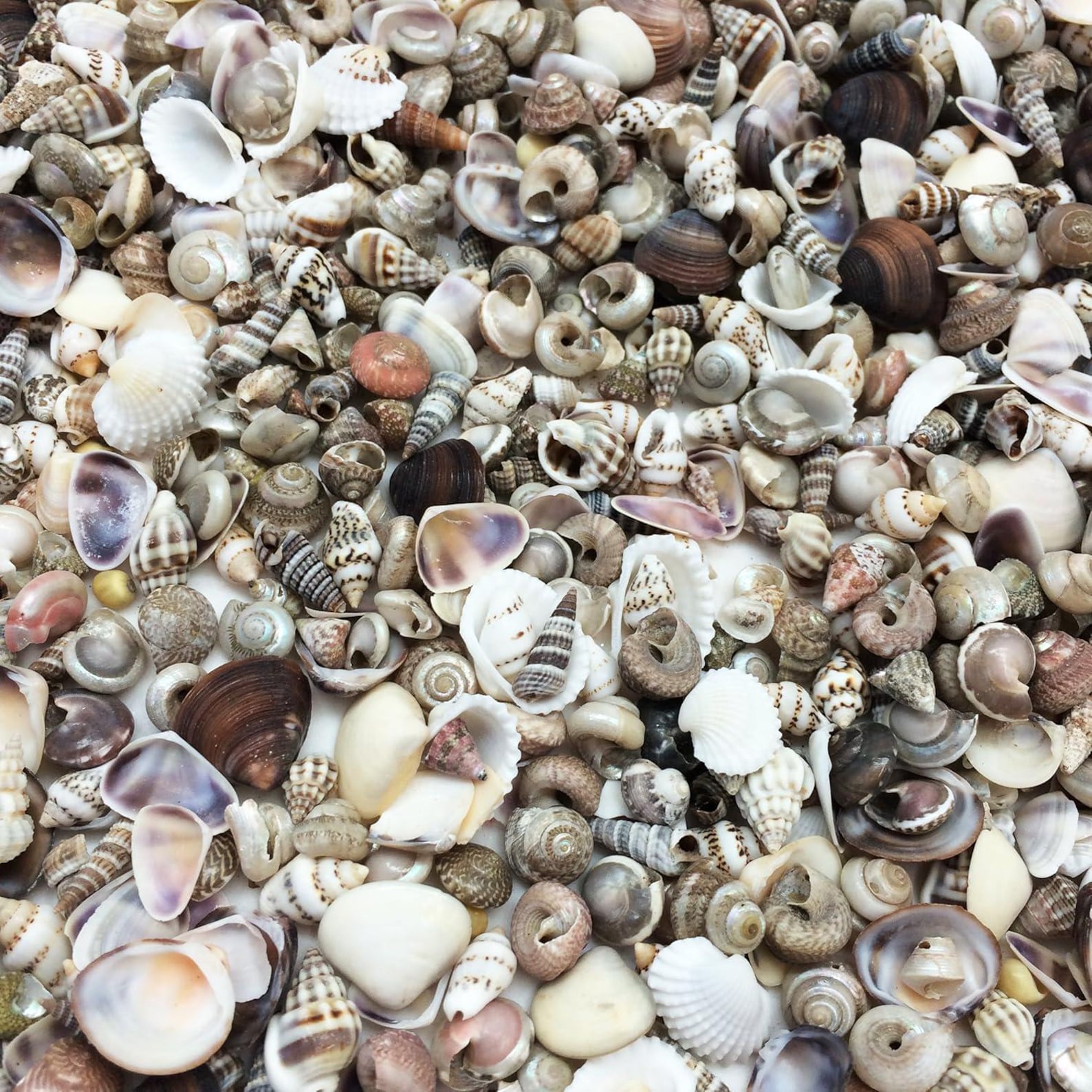 Extra Tiny Mix Sea Shells: 1600+ PC, 8 OZ, 1/4-1/2 Inch - Etsy