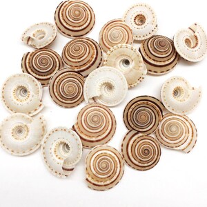 May include: A collection of spiral-shaped seashells in various sizes and shades of brown and white. The shells have a detailed, concentric pattern, with some showing the inner spiral. The arrangement is scattered, showcasing the natural beauty of the shells.