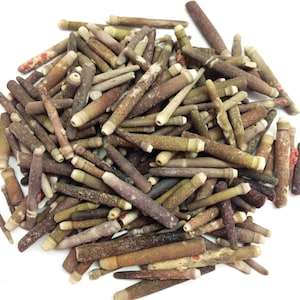 Puede incluir: Un montón de espinas de erizo de mar secas en varios tonos de marrón, beige y gris. Las espinas son cilíndricas con una punta de color más claro. Algunas espinas tienen un tinte rojizo.