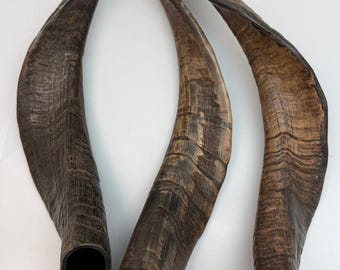 1PC Goat Horn 12", Twisted Goat Horn, Natural Craft Supply, Rustic Home Decor, Tribal Display