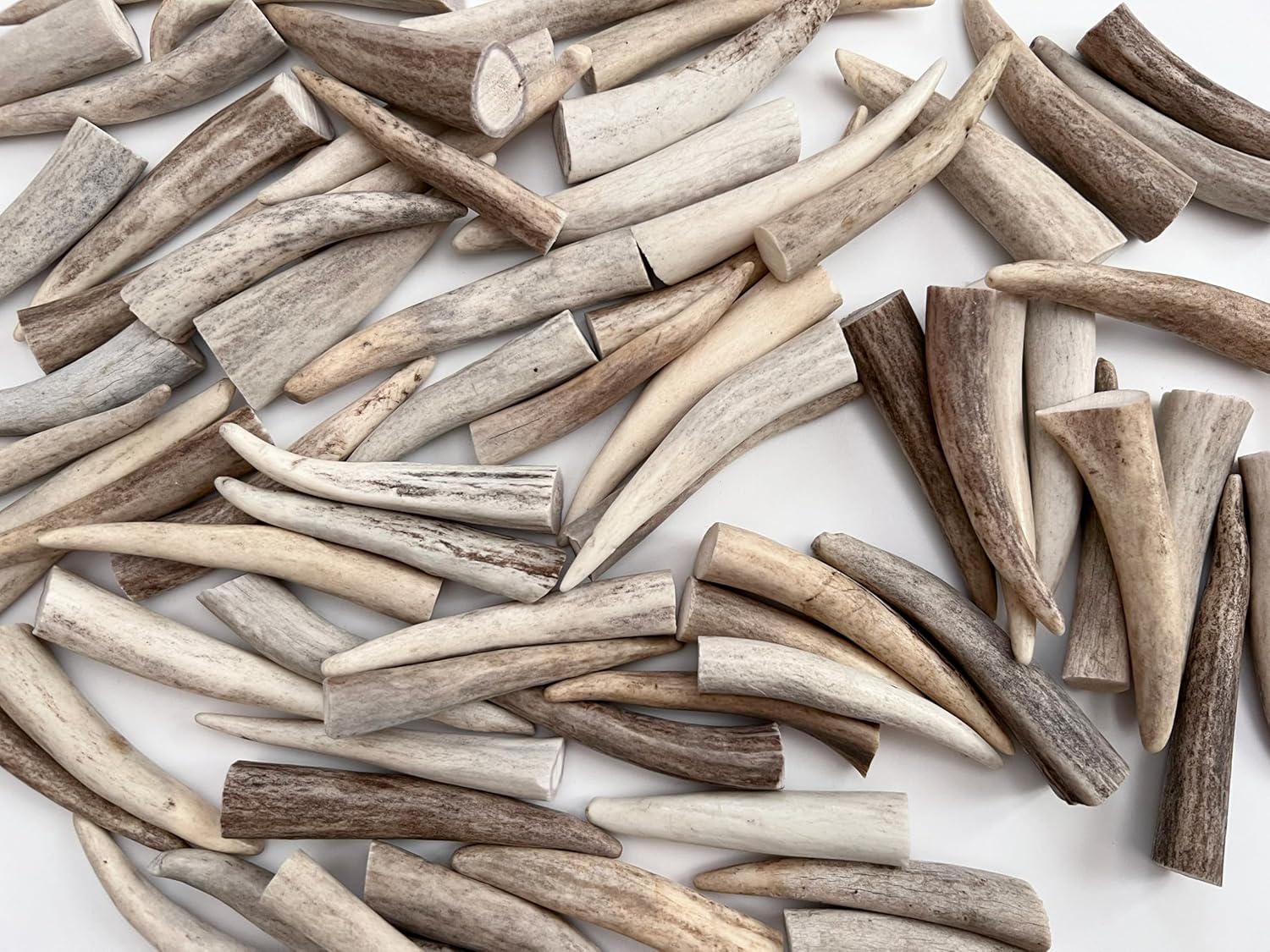 Lot De 30 Coquillages Festonnés Naturels – 5 à 7,6 Cm, Idéal Pour Déco Et Loisirs Créatifs