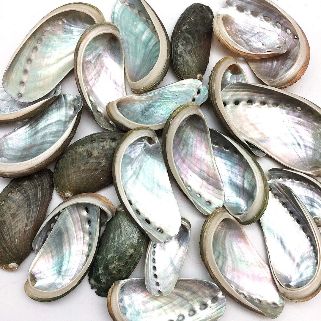 25 PC Natural Green Donkey Ear Abalone Sea Shells, 2 Inch ~ 3 Inch - Etsy