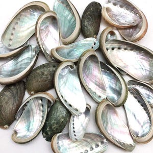 May include: A collection of iridescent abalone shells, showcasing a range of colors including pearlescent white, teal, and hints of purple. The shells vary in size and shape, with a smooth, polished interior and a textured exterior.