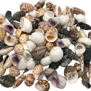 Può includere: Una collezione di varie conchiglie nei toni del bianco, beige, marrone e viola. Le conchiglie variano per dimensioni e forma, alcune presentano motivi e texture intricati. L'assortimento include forme a spirale, coniche e arrotondate, perfette per l'arredamento a tema spiaggia.
