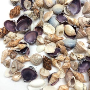 May include: A collection of various seashells in shades of tan, brown, white, and purple. The shells vary in size and shape, including conch, clam, and spiral forms. Some shells have a pearlescent sheen.