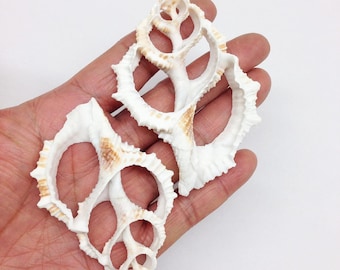 May include: Two white and tan seashells with intricate, openwork designs. The shells have a spiral shape and a textured surface, with a spiky edge. The shells are held in a hand against a white background.