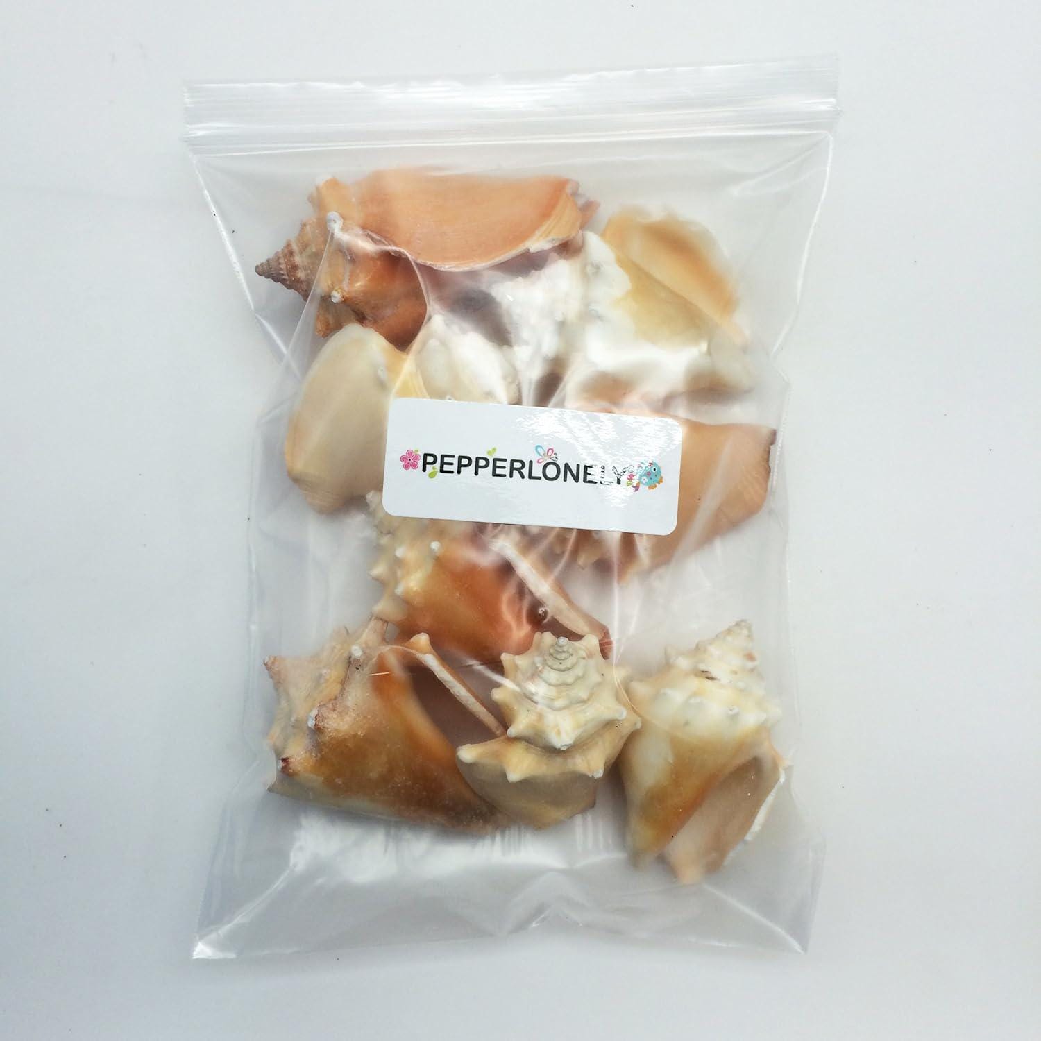 8PC Fighting Conch Sea Shells, 2 Inch ~ 3 Inch - Etsy