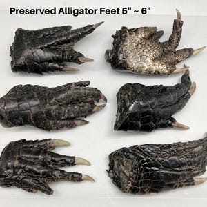 May include: Six preserved alligator feet are shown, each approximately 13 to 15 cm long. The feet are dark brown to black with textured, scaly skin and prominent claws. The image is taken from a top-down perspective.