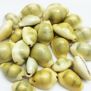 May include: A collection of polished seashells in various sizes and shapes. The shells have a creamy white base color with olive green and yellow-toned markings. Some shells are open, revealing their inner structure.