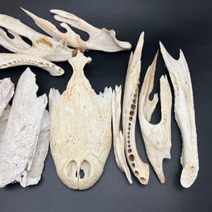 Assorted Cleaned Alligator Skull and Jaw Bones (1 Pound Box)