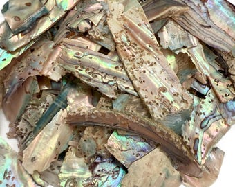 Natural Paua Abalone Shell Pieces: Unpolished Craft Supply - 2oz Pack