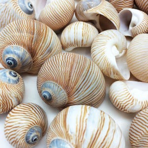 Puede incluir: Una colección de conchas marinas variadas con un diseño en espiral. Las conchas tienen una combinación de colores marrón claro y blanco con finas rayas marrones paralelas. El interior de las conchas es blanco, y algunas tienen un centro espiral azul-gris.