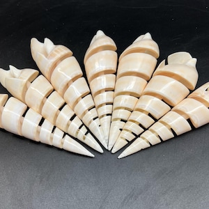 May include: A fan of six cream-colored, spiral-cut seashells. Each shell is cut with horizontal bands, revealing the interior. The shells are arranged on a dark surface, showcasing their natural beauty and unique design.