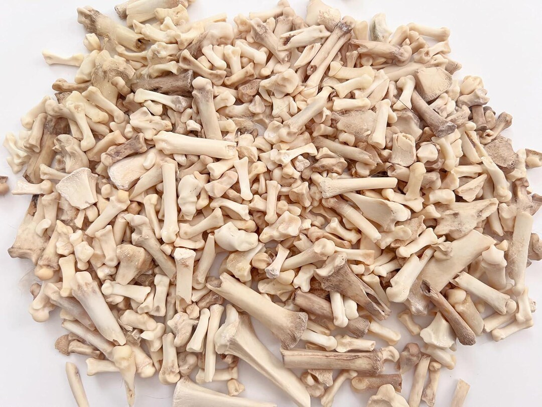 4 Oz Real Bobcat Bones Small Bone Mix Pieces for Bone Crafting 1/4~2 ...