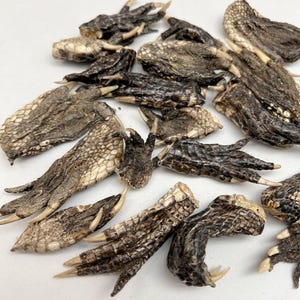 May include: A collection of dried reptile feet, featuring textured, scaly skin in shades of brown, tan, and black. The claws are a light tan color. The feet are arranged on a white surface.