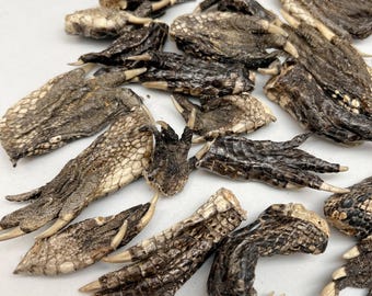 Patas de caimán de Luisiana de 2 a 5 pulgadas para collares y llaveros.