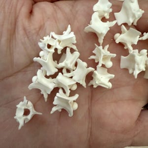 May include: A collection of small, off-white, bone-like objects, possibly vertebrae, are scattered across a palm. The objects have a detailed, textured appearance with various shapes and sizes. The lighting is soft, highlighting the details of the objects.