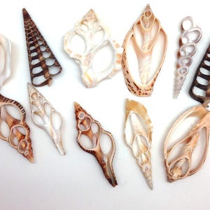 Pode incluir: Uma variedade de conchas marinhas de várias formas e tamanhos, exibidas em um fundo branco. As conchas exibem uma gama de cores, incluindo creme, marrom e bege. Algumas conchas têm padrões e texturas intrincadas, enquanto outras têm superfícies lisas.