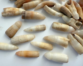Real Alligator Teeth, Louisiana Gator Farm, Crafts, Large Approximately 1" up