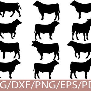 May include: A collection of twelve black silhouettes of cattle arranged in a grid pattern. Each figure depicts a cow or bull in various standing or walking poses. The bottom of the image features the white text SVG/DXF/PNG/EPS/PDF.