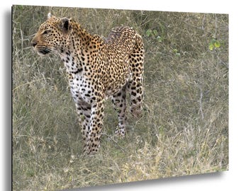 Leopard Photo South Africa Wildlife Print Safari Wall Art African Leopard Photography Big Cat Picture Animal Decor Kruger National Park