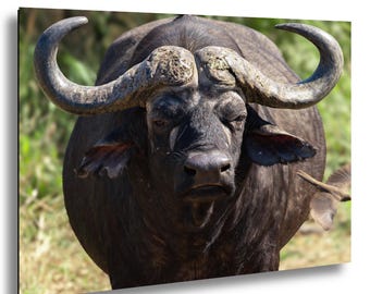 Cape Buffalo | Black and White - Etsy