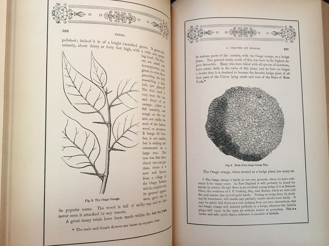 Rural essays downing image