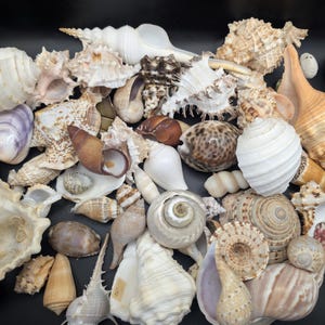 Pode incluir: Uma coleção de várias conchas marinhas em formas, tamanhos e texturas variadas. O sortido inclui conchas brancas, castanhas, bronzeadas e roxas com formas espirais, cónicas e irregulares, apresentando detalhes de superfície lisos, estriados e espinhosos.