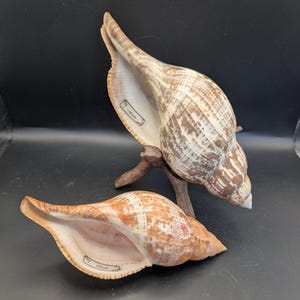 May include: Two elongated spiral seashells with brown and white mottled patterns. One shell is positioned upright on a small wooden stand, while the other rests horizontally. Both shells feature a smooth, light-colored interior opening.