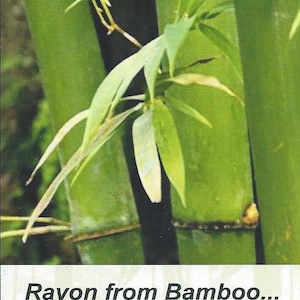 Puede incluir: Una vista de cerca de tallos de bamb&uacute; verdes y hojas delgadas con un tallo central oscuro. Debajo de la imagen de la planta, una etiqueta rectangular blanca presenta el texto impreso en negro: Rayon from Bamboo... naturally. Incluye un peque&ntilde;o orificio.