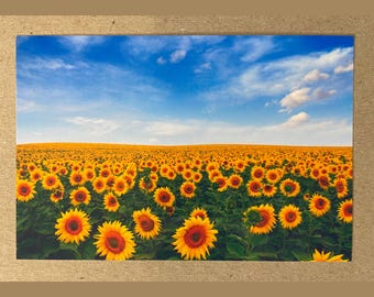 New postcard 4x6 Sunflower Field