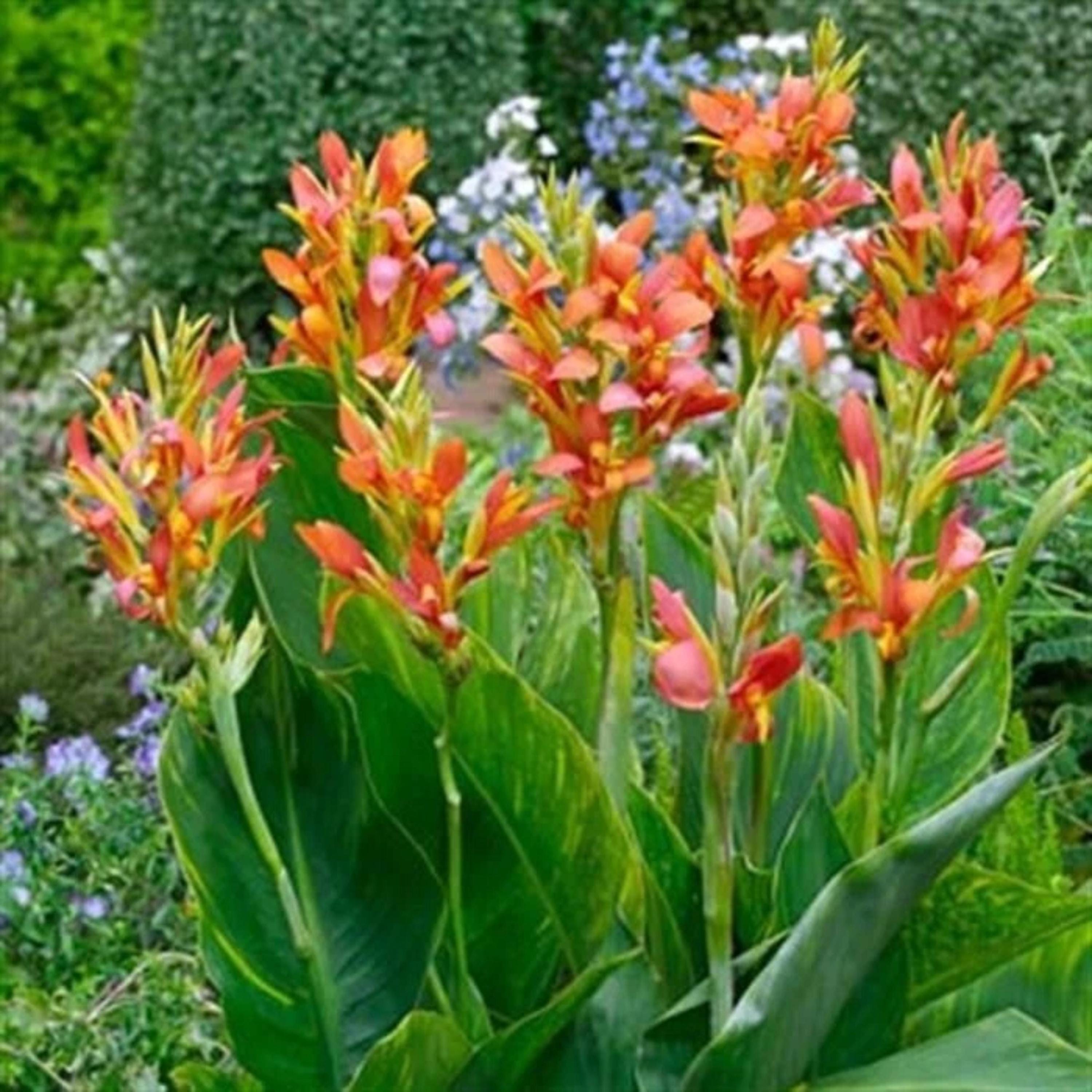 Canna Lily Orange Bloom Seeds | Stuttgart Canna | Tropical Garden