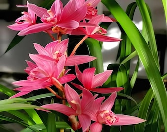 Kit para principiantes de semillas de orquídeas / Fácil cultivo en interiores / Sin OMG