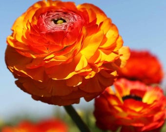 Gemengde ranonkelbollen – dubbele kleur lentebloem bruiloft bloemen