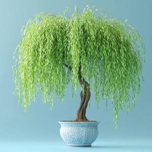fuji bonsai Mt. Fuji Cherry -kojo-no-mai 1  Bella Bonsai Nursery