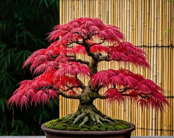 シーボルトカエデ（Acer Sieboldianum）の種子 - 2025年秋の新商品