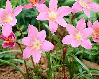 Zephyranthes Robustus Bulbs – Rain Lily Perennial Flowers, Long-Lasting Blooms, Easy Grow Garden Bulbs