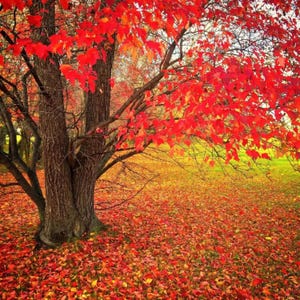 May include: An autumnal image of a tree with a textured trunk and branches filled with red leaves. The ground is covered in fallen leaves, creating a colourful carpet of red, orange, and yellow.